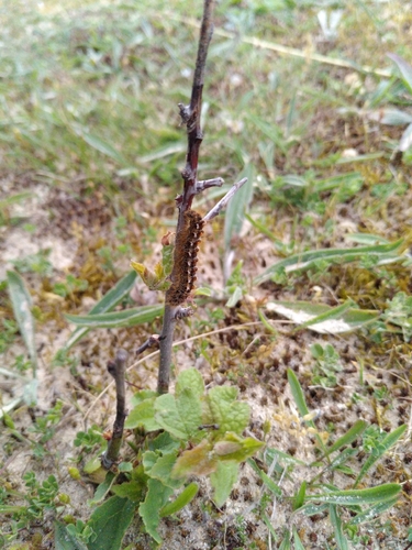 Brown-tail Moth