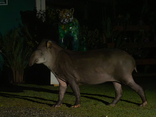 Brazilian Tapir
