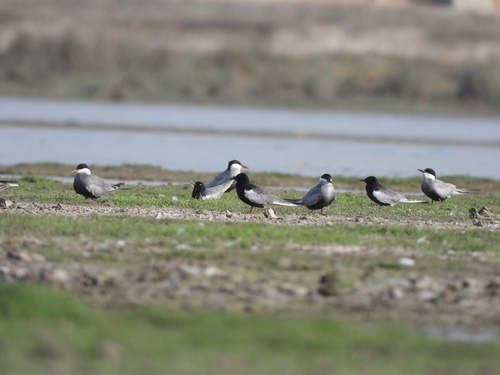 White-winged Tern