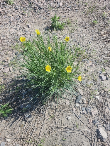 Yellow Salsify