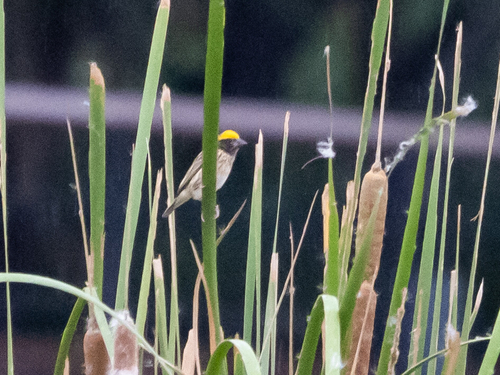Streaked Weaver