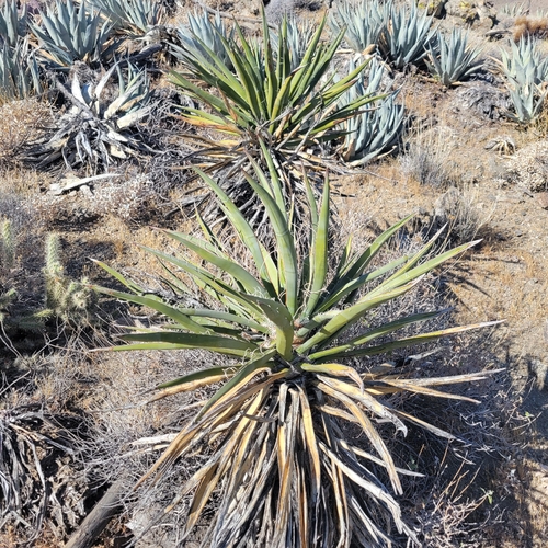 iNaturalist observation photo of Mojave Yucca