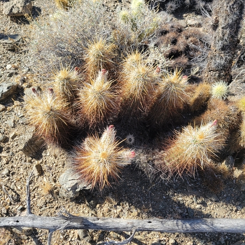 iNaturalist observation photo of Echinocereus engelmannii engelmannii