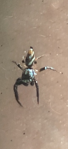 Metallic blue jumper