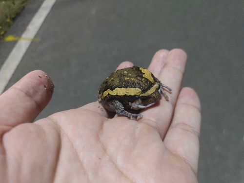 Asian Painted Frog