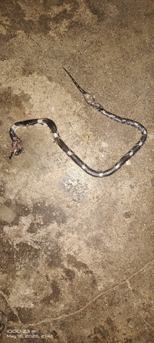 Barred Wolf Snake
