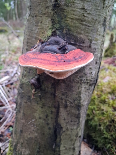 Red-banded Polypore