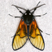 Amber Arctiid Moth - Photo (c) gernotkunz, all rights reserved, uploaded by gernotkunz