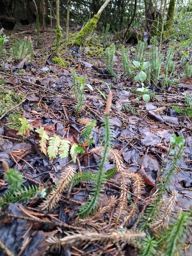 interrupted clubmoss