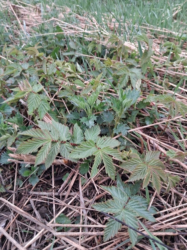 Meadowsweet