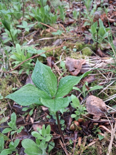 Herb Paris