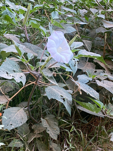 Sacred Datura