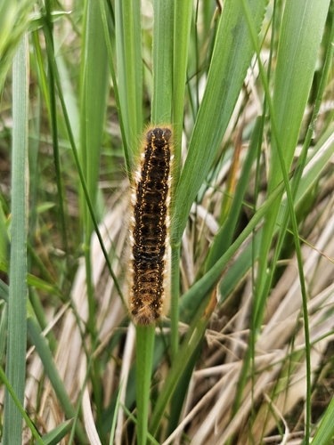 Drinker Moth