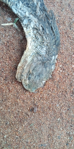 Snouted Cobra