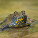 Yellow-bellied Toad - Photo (c) Marco Bertolini, all rights reserved