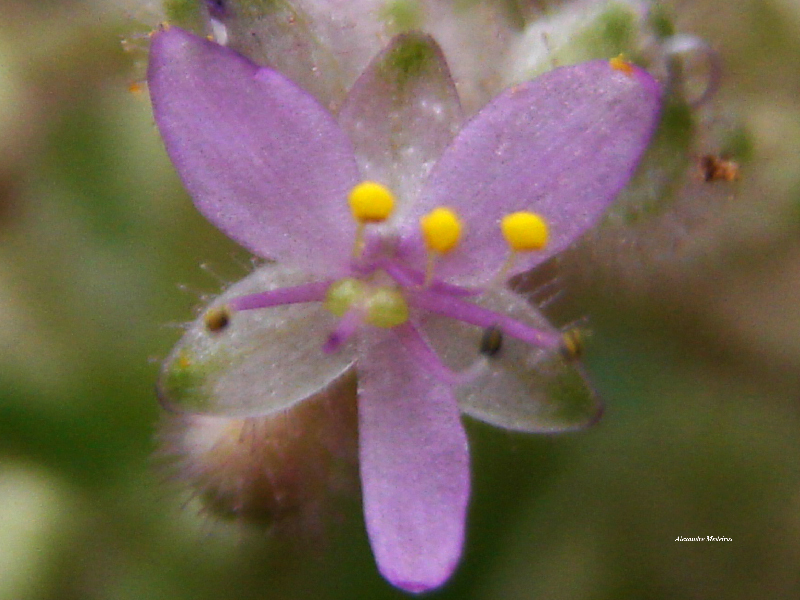 Floscopa glabrata (Floscopa glabrata)