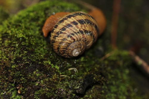 Humboldtiana durangoensis