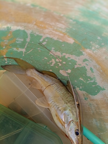 Iheringichthys labrosus