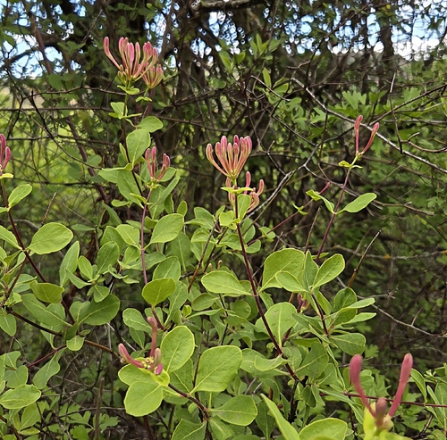 Etruscan Honeysuckle