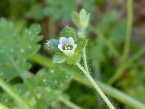 Eucrypta chrysanthemifolia var. bipinnatifida