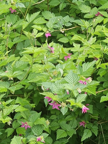 Salmonberry