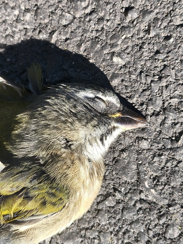 Green-winged Saltator