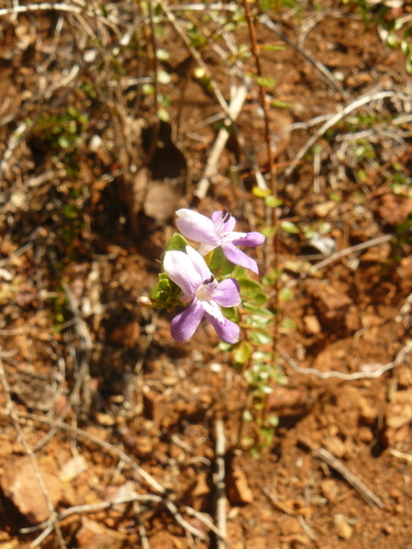 Thicketwort (Oplonia microphylla)