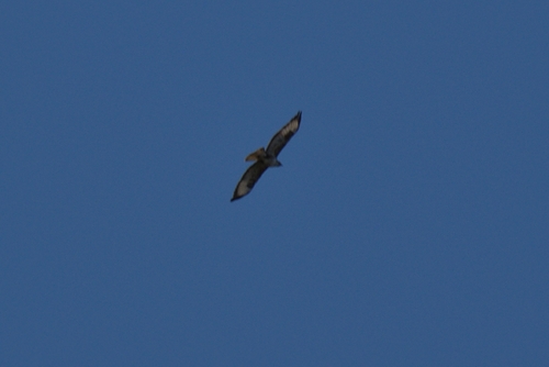 Common Buzzard