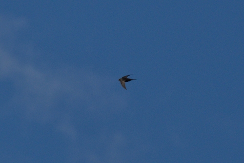 Common Swift