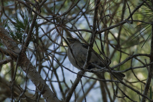 Common Chaffinch