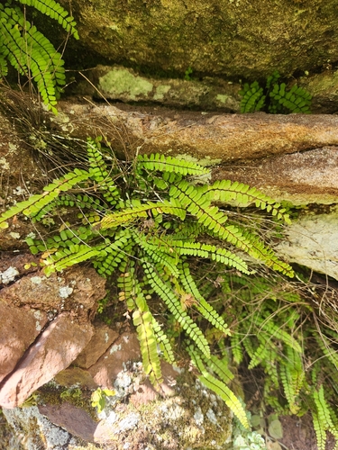 maidenhair spleenwort