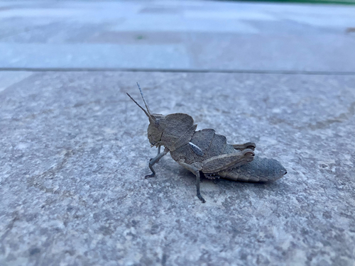 Prionosthenus galericulatus