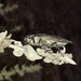Ectinogonia angulicollis - Photo 由 Alex Senderos De Pica Vera 所上傳的 (c) Alex Senderos De Pica Vera，保留所有權利