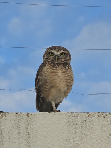 Burrowing Owl