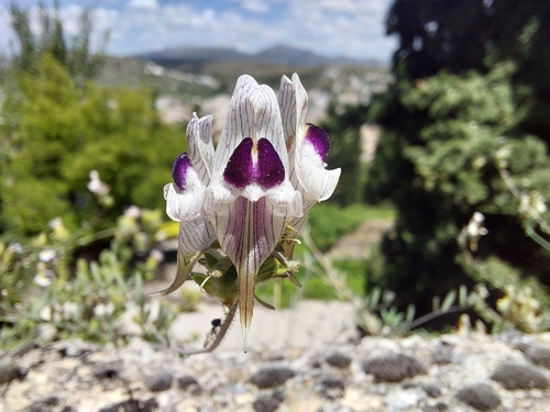Linaria verticillata anticaria