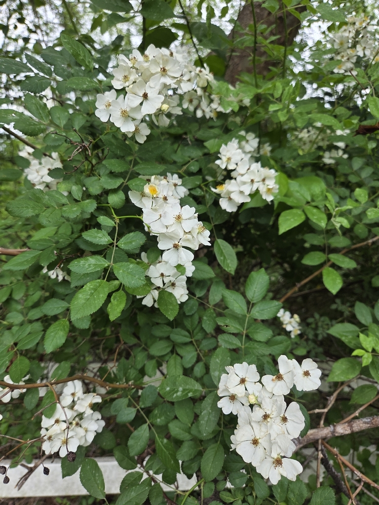 multiflora rose from Leesburg Pike at Carpers Farm Way, Wolf Trap, VA ...