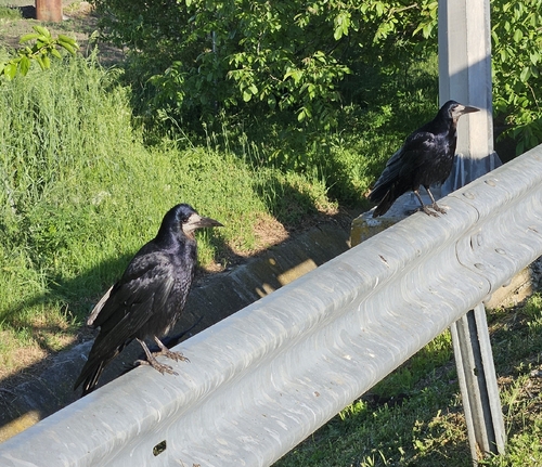 Rook