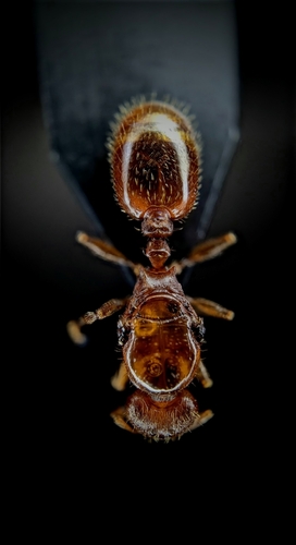 Tetramorium bellerophoniTetramorium bellerophoni