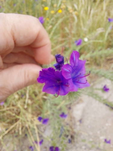 purple viper's-bugloss