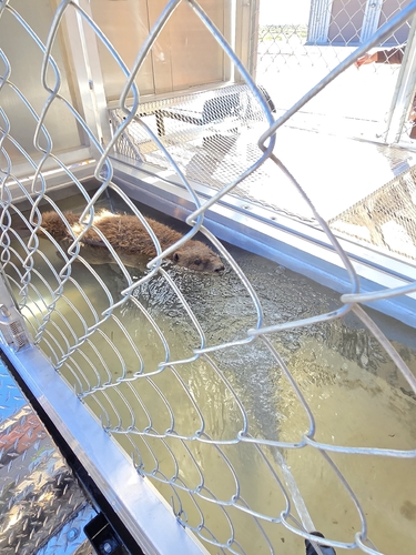 animal observation 2