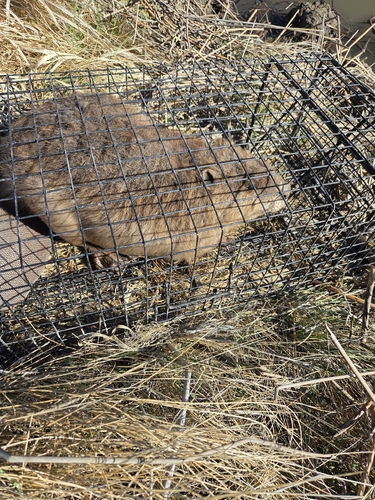 animal observation 3