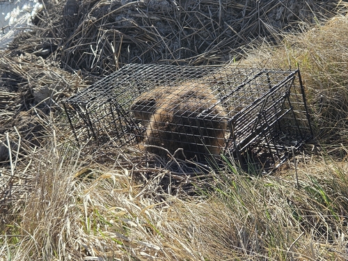 animal observation 4