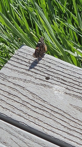 Red Admiral