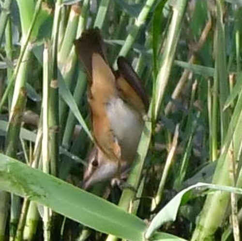 Great Reed Warbler