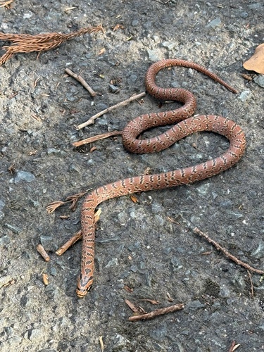 Japanese Forest Ratsnake