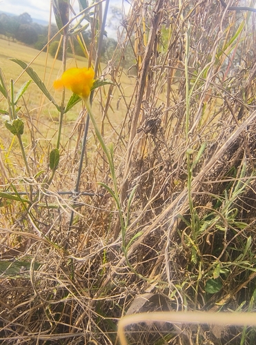 Common Everlasting