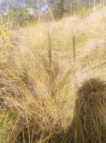 Redleg Grass