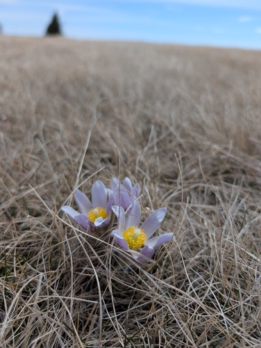 prairie pasqueflower