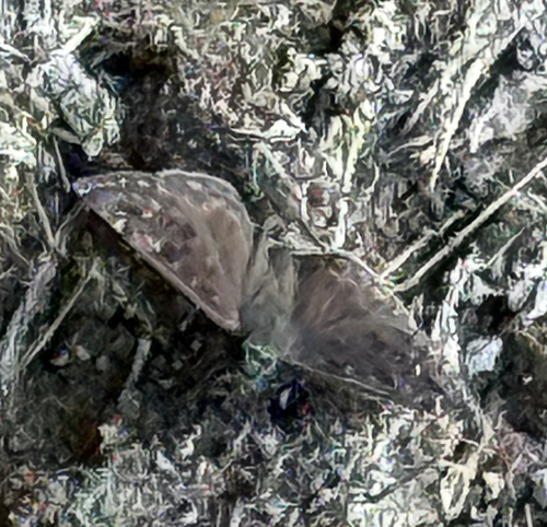 Horace's Duskywing