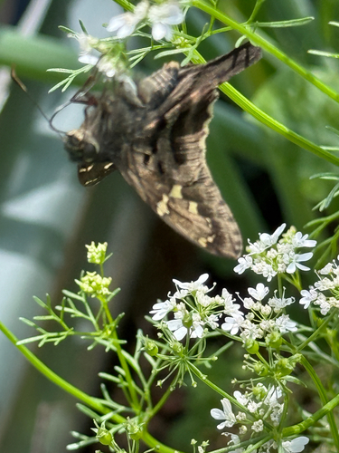 Long-tailed Skipper
